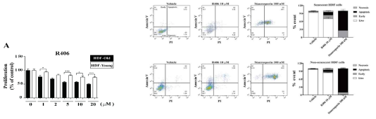 R406은 비노화세포에 비해 노화세포의 세포사멸을 유도함