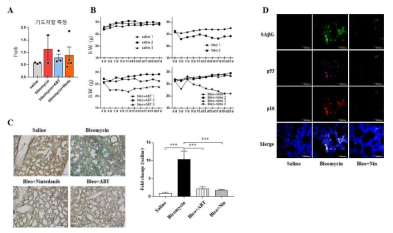 Bleomycin 유도 폐섬유화 노화 모델에서의 Nintedanib 효과 확인