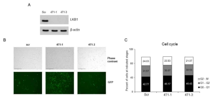 A and B. LKB1 expression in KO and WT LKB1 4T1 cells; C, cell cycle analysis in KO and WT LKB1 4T1 cells