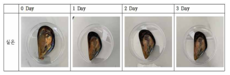 0일부터 3일까지 홍합의 실온저장 중 색상 및 육질 상태변화