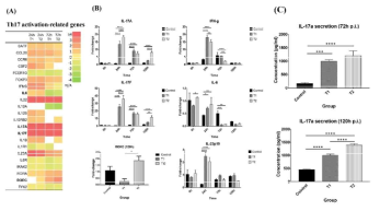 MAP 감염에 따른 Th17 관련 유전자 및 IL-17 cytokine 발현 변화 관찰