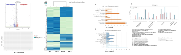 Bacterial RNA-seq data의 DEG 분석 및 DEG에 대한 VFDB 및 COG clustering