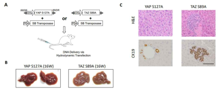 마우스 간세포에서 YAP과 TAZ의 단독발현