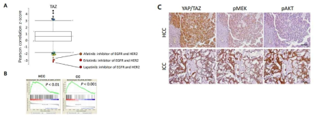 TAZ와 EGFR/HER2 신호의 연관성