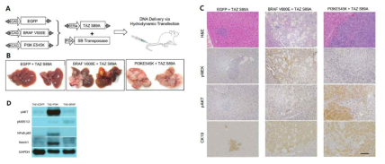 TAZ 와 BRAF 또는 PI3K와의 동시발현을 통한 간암 유도
