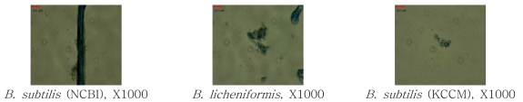 Bacillus spp. removal according to lysozyme treatment