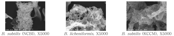 SEM image of Bacillus spp. removal according to lysozyme treatment