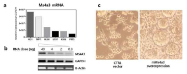 백혈병세포주 6종에서 Ms4a3 발현량과 P815 세포주에 과발현시 세포변화