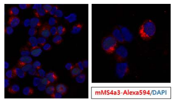 세포내에서의 Ms4a3 발현위치 (Confocal)