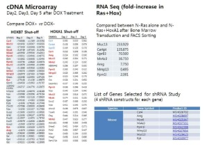 cDNA Array, RNA seq 결과 Hox에 의해 변화되는 유전자들