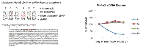 shRNA binding site를 silent mutation으로 만든 Rescue실험용 cDNA P815 leukemic cell line에서 Mut cDNA+shRNA 동시발현 후, in vitro survival graph