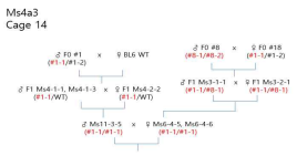 KO mouse 가계도, 예시