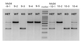 Genotyping 결과 (새끼 이유 시킬 때 마다 수행)