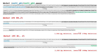 KO mouse gDNA-PCR sequencing결과