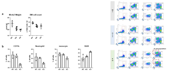 Ms4a3 마우스 안정화 이후의 골수 세포 조성비율 분석 결과