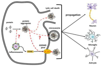 인플라마좀 활성과 단백질 응집체의 형성 및 확산의 상관관계