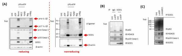 NLRP3 인플라마좀 활성에 의한 SOD1 oligomer 및 비정상적인 SOD1 응집체 분비 확인