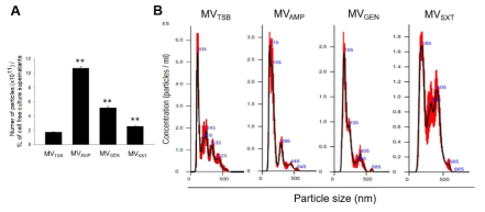 Production of membrane vesicles (MVs) in L. monocytogenes cultured under antibiotic stress conditions. Bacteria were grown to late exponential phase (OD600 of 1.4). MVs were then isolated from bacterial culture supernatants. Nano particle tracking analysis (NTA) was performed to determine the number and size of MVs. (A) Particle numbers of MVTSB, MVAMP, MVGEN, and MVSXT in 1 L of cell free culture supernatants. Data are presented as mean SD of three independent experiments. **, p < 0.01 compared to MVTSB. (B) Size distribution of MVTSB, MVAMP, MVGEN, and MVSXT based on NTA