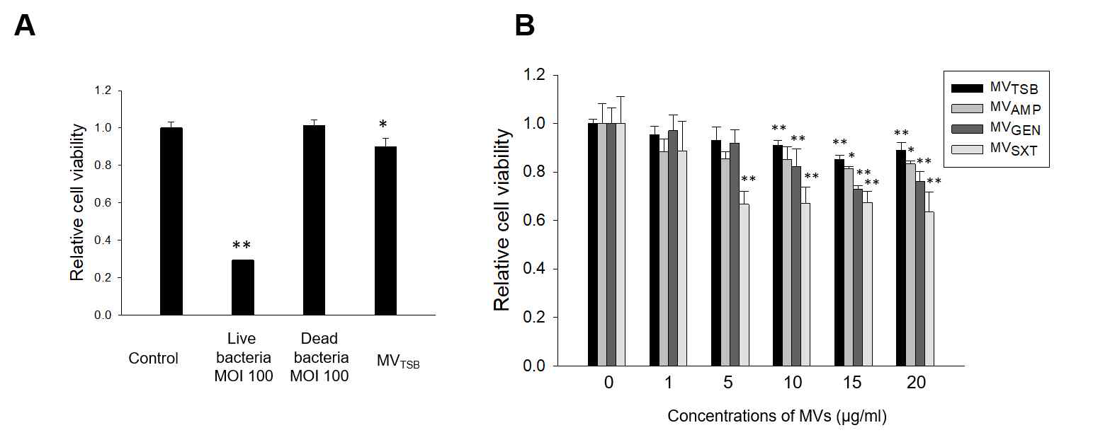 Cytotoxicities of bacteria and MVs from L. monocytogenes cultured with or without antibiotics to Caco-2 cells. (A) L. monocytogenes was cultured in TSB to reach 1.0 at OD600. Caco-2 cells were then treated with live bacteria at multiplicity of infection (MOI) 100, dead bacteria at MOI 100, and MVTSB (10 μg/mL) for 24 h. Dead bacteria were prepared by fixation with 10% formalin for 20 h. (B) Caco-2 cells were treated with various concentration of MVAMP, MVGEN, or MVSXT for 24 h. Cell viability was determined using an MTT assay. *, p < 0.05; **, p < 0.01 compared to untreated control cells