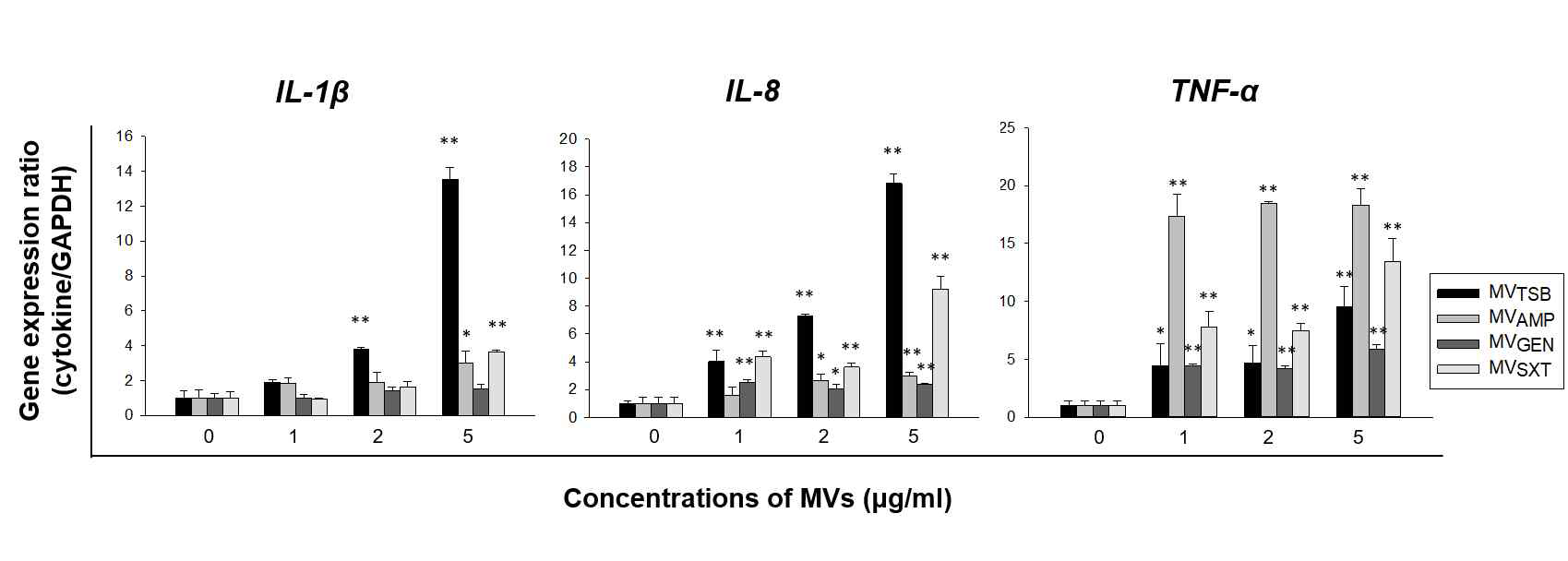 Expression levels of pro-inflammatory cytokine and chemokine genes in Caco-2 cells treated with L. monocytogenes MVs produced with or without antibiotics. Caco-2 cells were treated with various concentrations of L. monocytogenes MVs for 4 h. Gene expression was then assessed via qPCR. Data are presented as mean ± SD of three independent experiments. *, p < 0.05; **, p < 0.01 compared to untreated control cells