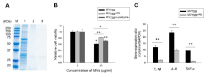 Host cell responses to proteinase K-treated L. monocytogenes MVs. (A) SDS-PAGE analysis of MV proteins. L. monocytogenes MVs were treated with 0.1 mg/mL proteinase K for 3 h at 50 ◦C for the degradation of MV proteins. M, molecular weight marker; 1, intact MVTSB; 2, proteinase K-treated MVTSB; 3, proteinase K. (B) Caco-2 cells were incubated with intact (MVTSB), proteinase K-treated MVs (MVTSB+PK), or lysozyme-treated MVs (MVTSB + Lysozyme) for 24 h. Cell viability was then determined using an MTT assay. Data are presented as mean ± SD of three independent experiments. *, p<0.05; **, p<0.01 compared to untreated control cells. +, p<0.05; ++, p<0.01 compared to 20 μg/mL of MVTSB. (C) Caco-2 Cells were incubated with intact or proteinase K-treated MVTSB for 4 h. Gene expression was then assessed using qPCR. ++, p< 0.01 compared to intact MVTSB