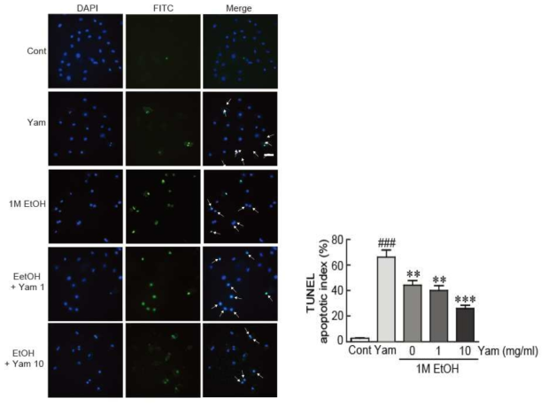TUNEL assay를 통한 마 영여자 추출물의 억제 효과