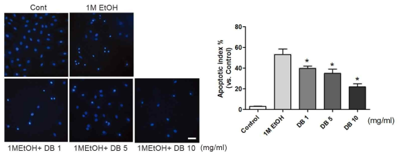 마 영여자 에탄올 추출물의 DAPI staining 에 의한 apoptosis 억제 효과