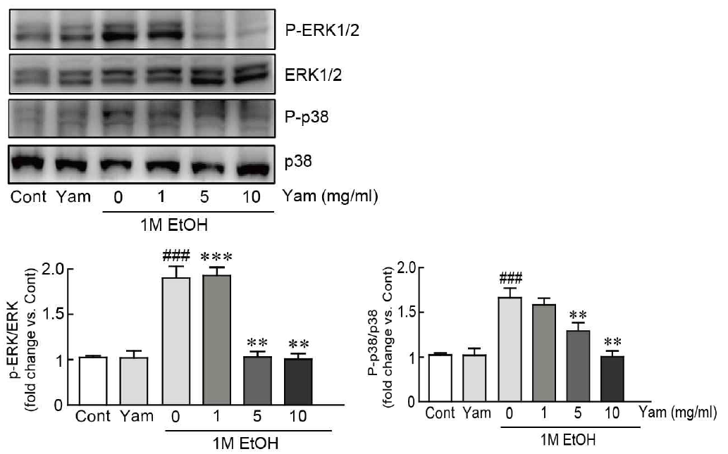 MAPK (ERK와 p-38)의 단백질들의 마 영여자 추출물의 억제 효과
