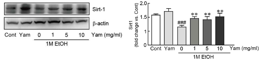 Sirt1 단백질의 마 영여자 추출물의 억제 효과