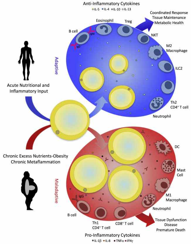 지방조직과 면역세포간의 상호관련성