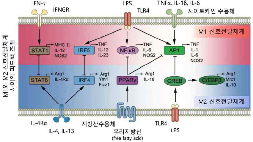 대식세포의 분극화를 조절하는 전사인자들의 상호관계