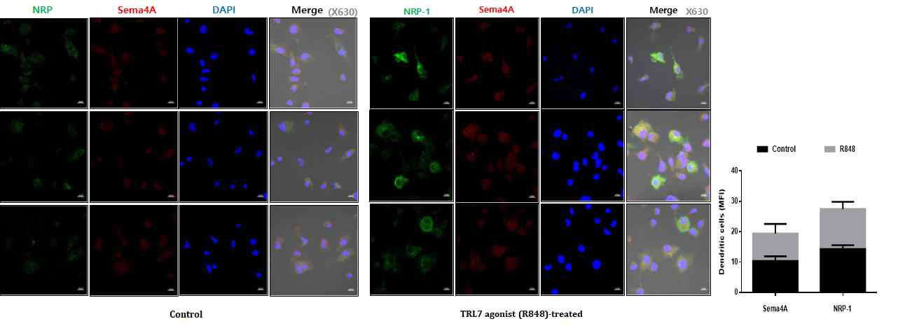 Control 및 루푸스 모델의 monocytes에서 분화한 dendritic cell에서의 SEMA/NRP-1의 발현