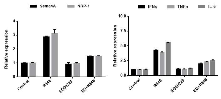 Mouse monocyte-derived dendritic cell에 R848, NRP-1antagonist(EG00229)투여후의 inflammatory cytokine gene의 발현