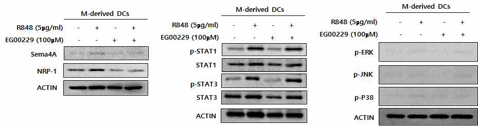 Dendritic cell에서의 NRP-1이 inflammatory cascade에 관여하는 신호체계 조사