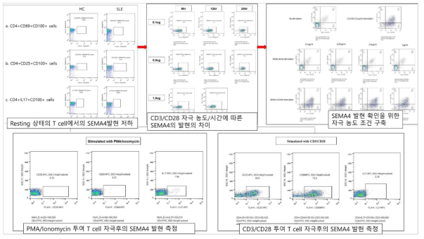 환자와 정상대조군의 PBMC에서 SEMA의 발현 확인을 위한 자극 조건 구축