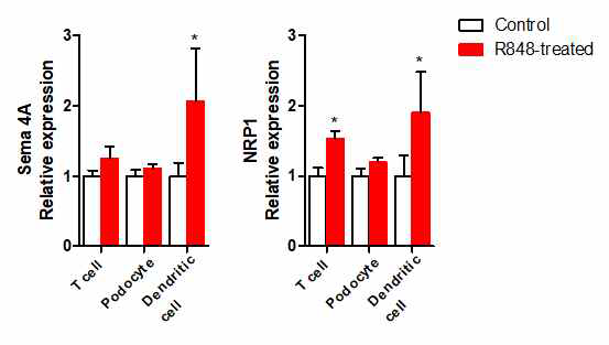 위약 대조 마우스군 및 루푸스 마우스군에서 T cell, Renal podocyte, Dendritic cell 에서의 발현 정도 비교