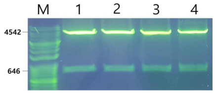 WSSV VP8 발현을 위한 클로렐라 형질전환용 벡터 CVnr-35S-VP28의 제작 및 확인. 순수분리된 CVnr-35S-VP28 plasmid를 BamHⅠ과 Xho으로 처리하여 insert를 확인하였다. Lane M: DM3200(SMOBIO) DNA size marker, Lane 1-4: VP28 plasmid