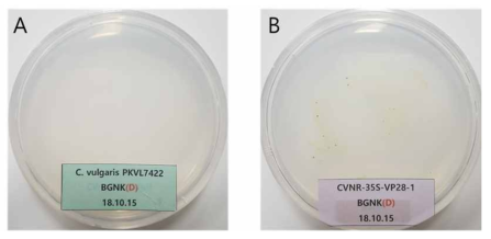 200 mM KClO 를 포함하는 BGNK를 이용한 형질전환체 클로렐라의 선별별. 접종 후 2주일 후의 사진이며, A: BGNK에서의 야생형의 성 상. B: BGNK에서의 형질전환된 미세조류(CVnr-35S-VP28)의 성상