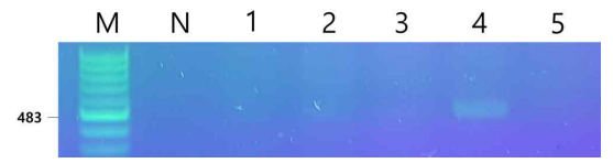 PCR을 이용한 삽입 유전자의 확인. Lane M: DM2300(SMOBIO) DNA size marker, Lane N: Negative control (wild type C. vulgaris total DNA), Lanes 1-5: Transformed C. vulgaris PKVL7422 (CVnr-35S-VP28)