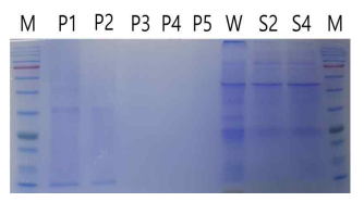 SDS-PAGE를 이용한 발현 단백질 검출. Lane M: PM2700(SMOBIO) protein size marker, Lanes P1-5: Positive control (WSSV virus stock), Lane W: Wild type total protein (Negative control), Lane S2, S4: Transformed C. vulgaris total protein