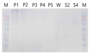 western blot을 이용한 발현 단 백질 검출. Lane M: PM2700(SMOBIO) protein size marker, Lanes P1-5: Positive control (WSSV virus stock), Lane W: Wild type total protein (Negative control), Lane S2, S4: Transformed C. vulgaris total protein