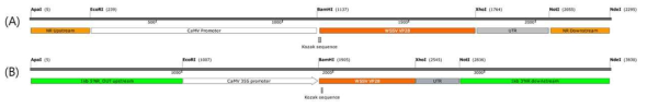 CVnr(1kb)로 변형 전과 후의 모식도. (A) CVNR-35S-VP28 vector 모식도. (B) CVnr(1kb)-35S-VP28 vector 모식도. 효과적인 homologous recombination을 위하여 CVnr(1kb)-35S-VP28에서는 양쪽 말단의 flanking sequence를 각각 1kb로 확장시켰다