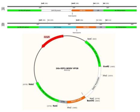 SIP2 promoter 교체 전과 후의 모식도 및 벡터. (A) 1차년도에 이용한 1kb-35S-VP28 vector의 모식도. (B) SIP2 promoter가 삽입된 신규 1kb-SIP2-VP28 vector의 모식도. 1kb-SIP2-VP28 vector는 기존 벡터와 다르게 homologous recombination을 위하여 양쪽 말단에 1kb 의 flanking sequence를 가지고 있으며, CaMV 35S promoter 대신 Chlorella vulgaris 유래 NaCl inducible promoter인 SIP2 promoter를 가지고 있다