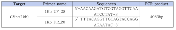 CVnr(1kb) 증폭을 위한 primers