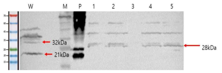 Western blot을 이용한 형질전환 클로렐라에서의 WSSV VP28 단백질의 발현 확인. Lane M : PM2700 protein size marker (SMOBIO), W:wild, P: WSSV virus stock, Lanes 1-5 : clones from CVnr(1kb)-SIP2-VP28 transformation