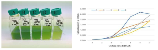 BGPK에 첨가된 NaCl이 형질전환 Chlorella vulgaris의 성장에 미치는 영향. 좌측은 1주일 후의 배양 결과이고 우측은 1주일 동안의 성장 곡선이다. A; 0mM, B; 200mM, C; 250mM, D; 300mM, E; 350mM