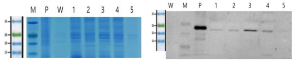 NaCl 처리 농도에 의한 형질전환 Chlorella vulgaris로부터의 WSSV VP28 단백질의 발현양 비교. 왼쪽은 SDS-PAGE gel의 Coomassie Blue 염색이고, 우측은 Westrn blot 분석 결과이다. Lane M: PM2700 (SMBIO), Lane P: Positive control (WSSV virus stock), Lane W: wild type C. vulgaris PKVL 7422, Lanes 1-5, Transformed C. vulgaris treated with 0, 200, 250, 300, 350mM NaCl, respectively