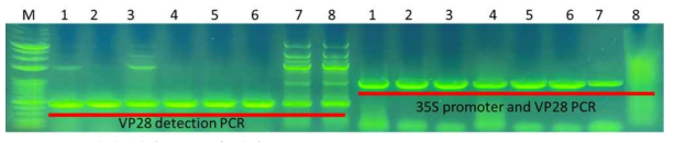 형질전환된 클로렐라 확인용 PCR. M: DNA size marker DM3200, Lanes 1-8: PCR product from chlorella transformed with CVnr(1KB)-35S-VP28. PCR was conducted to detect the VP28 gene (left) and CaMV35S promoter-VP28 region (right)