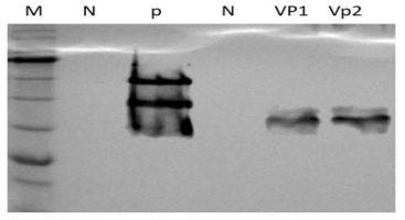 사료내 WSSV VP28 단백질 유무 확인을 위한 western blot. M: Protein size marker PM2700,