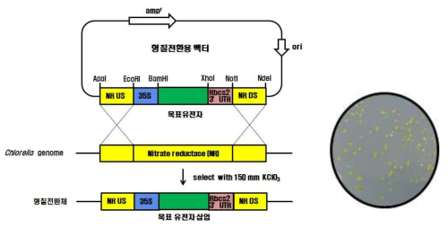 Chlorella 형질전환에 이용할 벡터의 모식도. 대상 유전자는 Chlorella의 codon usage에 따라 합성하여 본 벡터의 BamHI/XhoI 자리에 클로닝한 후 플라스미드 형태, ApaI/NdeI 절단 형태, ApaI/NdeI 상 유전자의 PCR 산물 등의 형태로 electrophoration에 의하여 Chlorella에 도입된다. 오른쪽 원은 KClO3 선택배지에서 자라고 있는 형질전환된 Chlorella